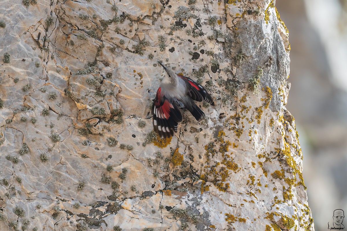 Wallcreeper - ML644878069