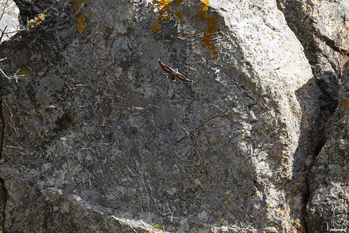 Wallcreeper - ML644878070