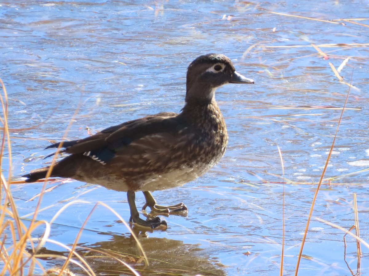 Ahate karolinarra - ML644878077