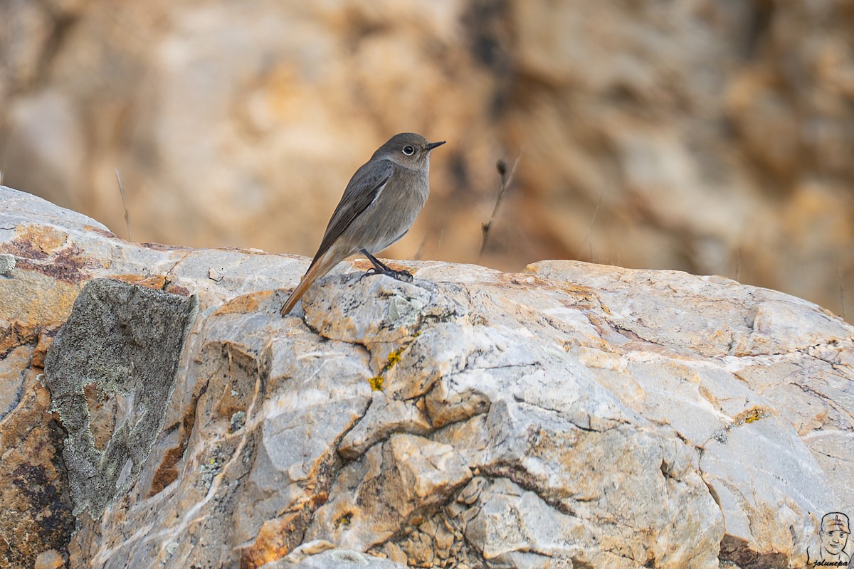Black Redstart - ML644878079