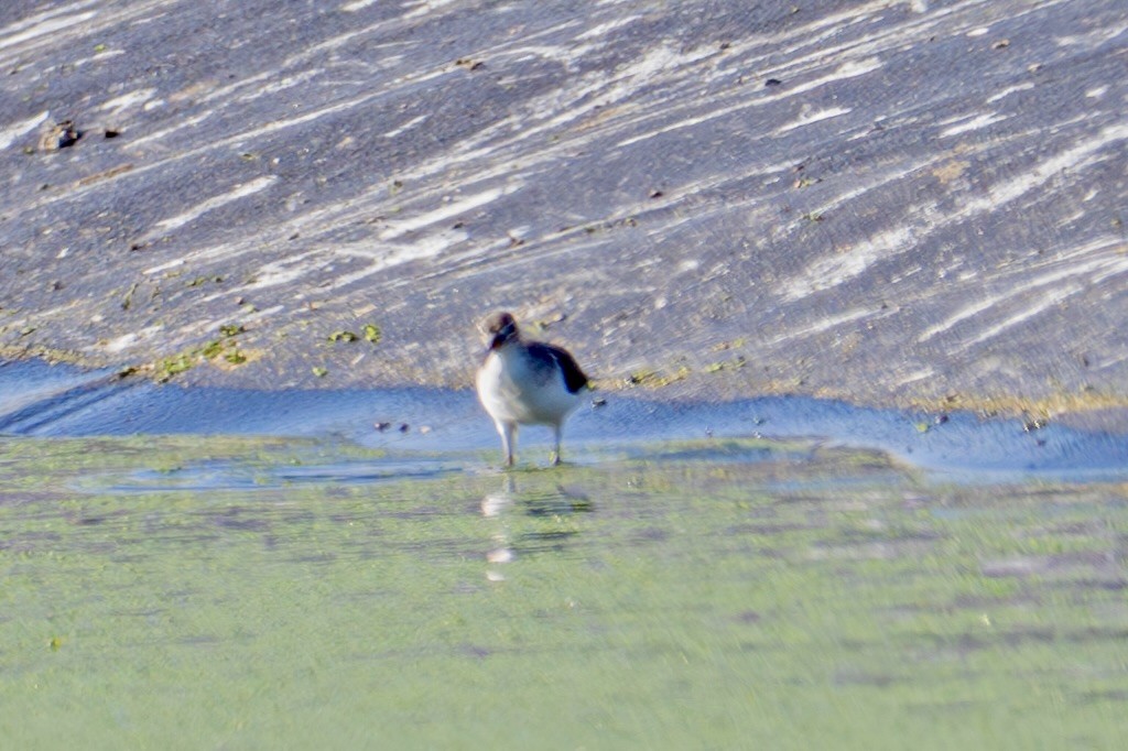 pisík americký - ML644878082