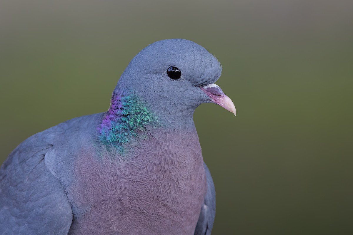 Stock Dove - ML644878083