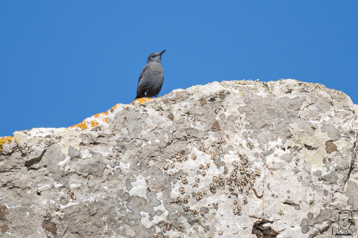 Blue Rock-Thrush - ML644878085