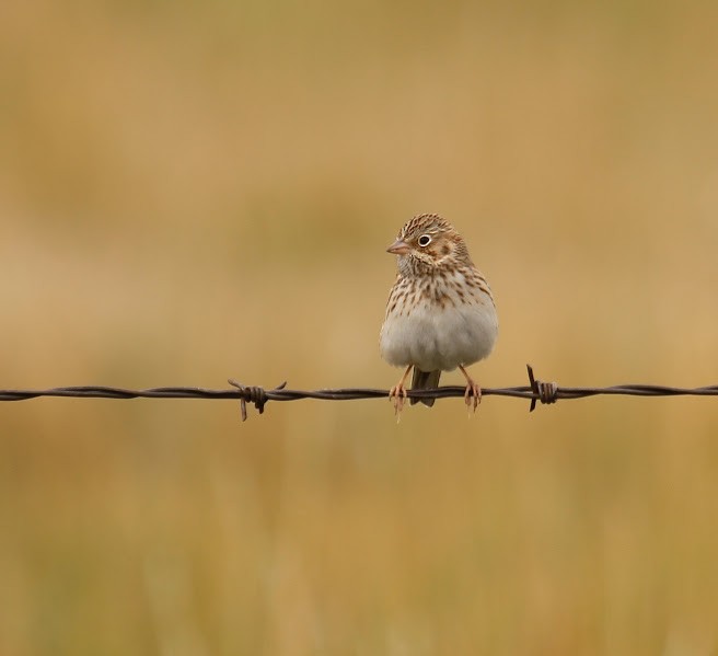 Vesper Sparrow - ML644878100