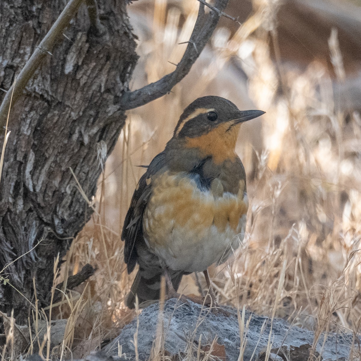 Varied Thrush - ML644878101