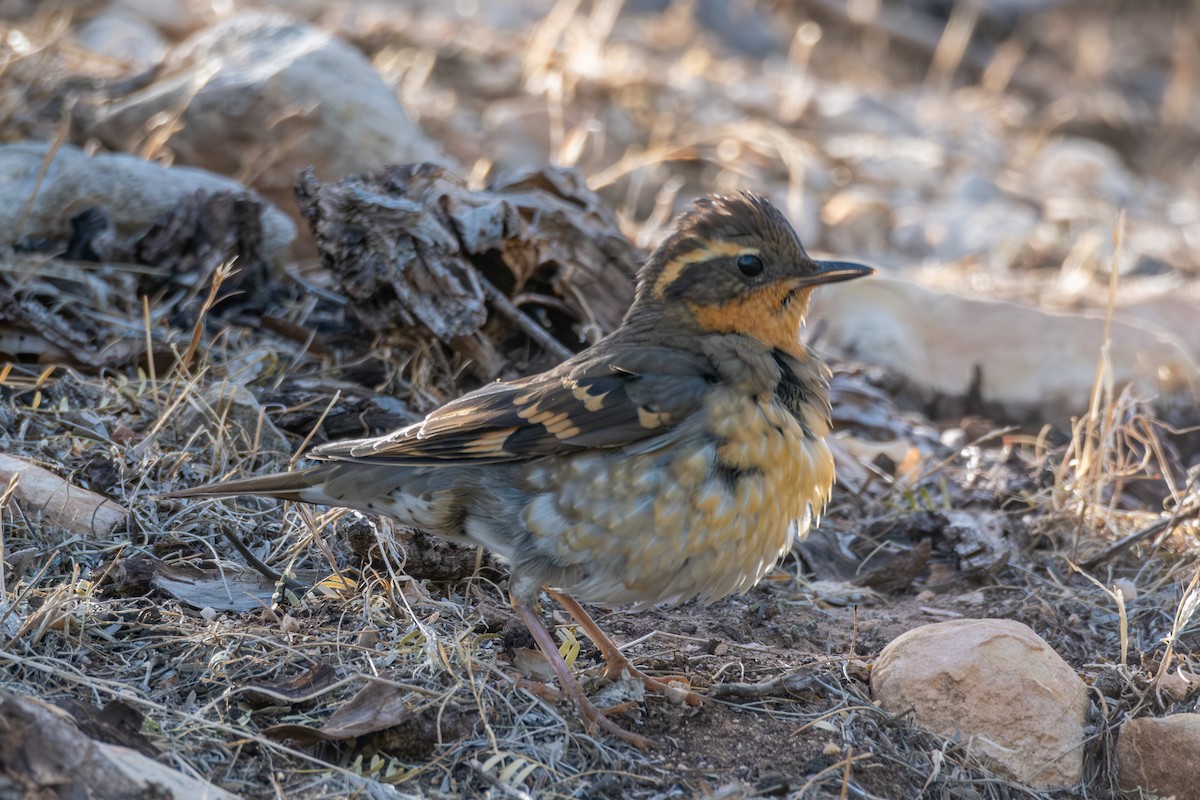Varied Thrush - ML644878102