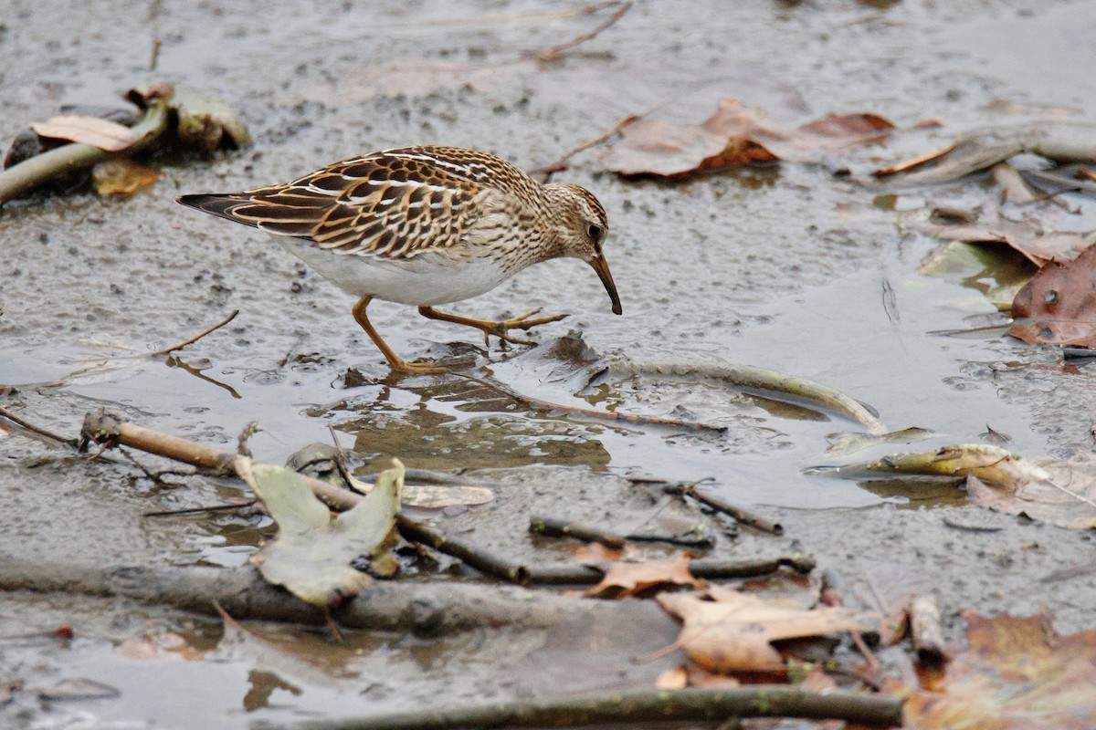 jespák skvrnitý - ML644878113