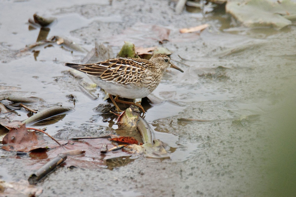 jespák skvrnitý - ML644878114