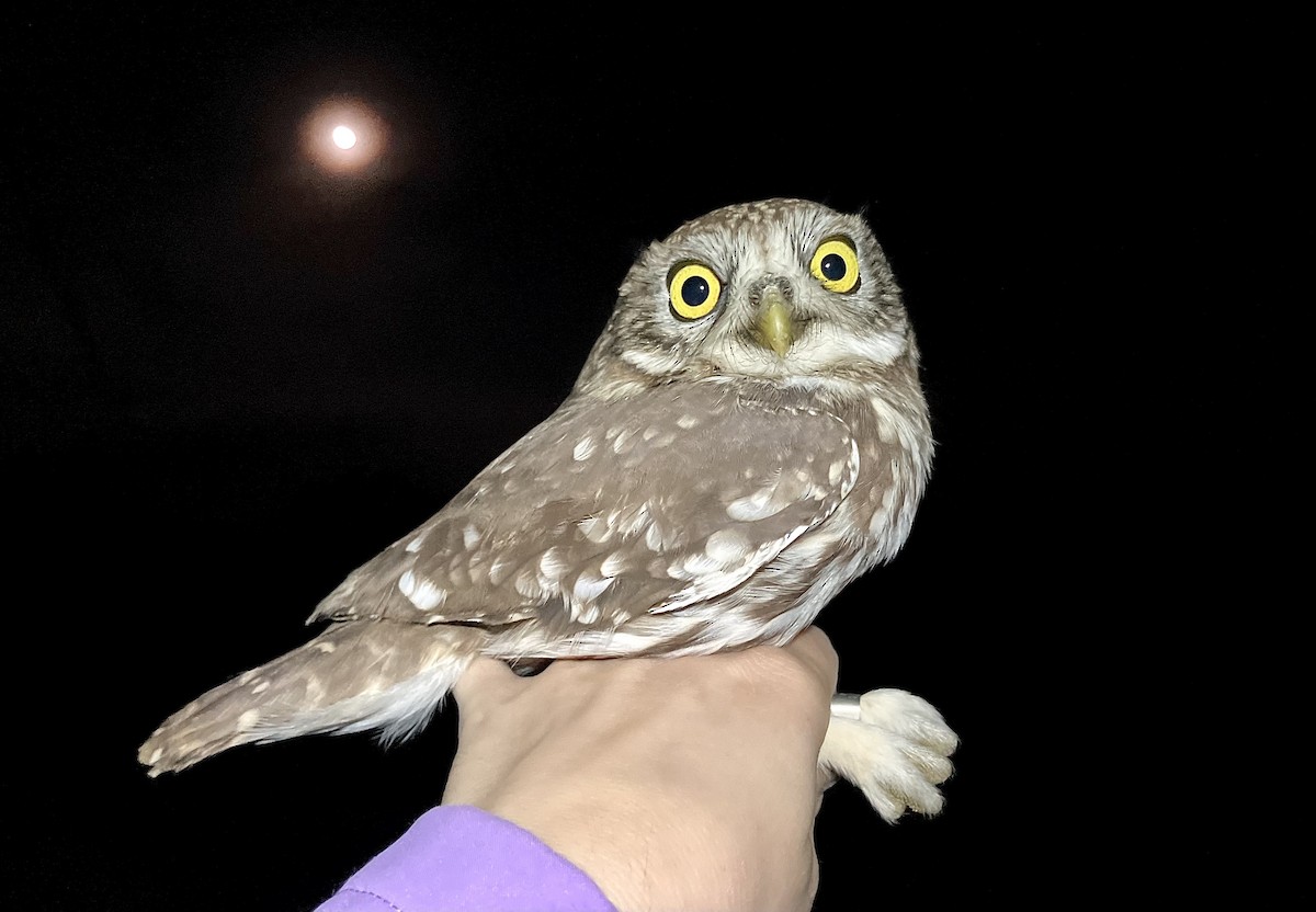 Little Owl - ML644878117