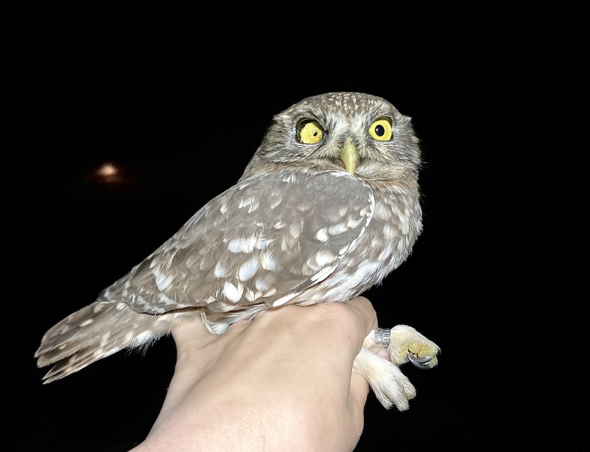 Little Owl - ML644878120