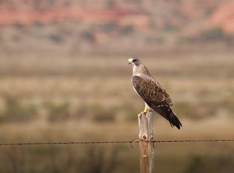Swainson's Hawk - ML644878122