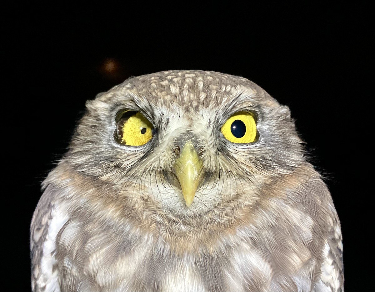 Little Owl - ML644878127
