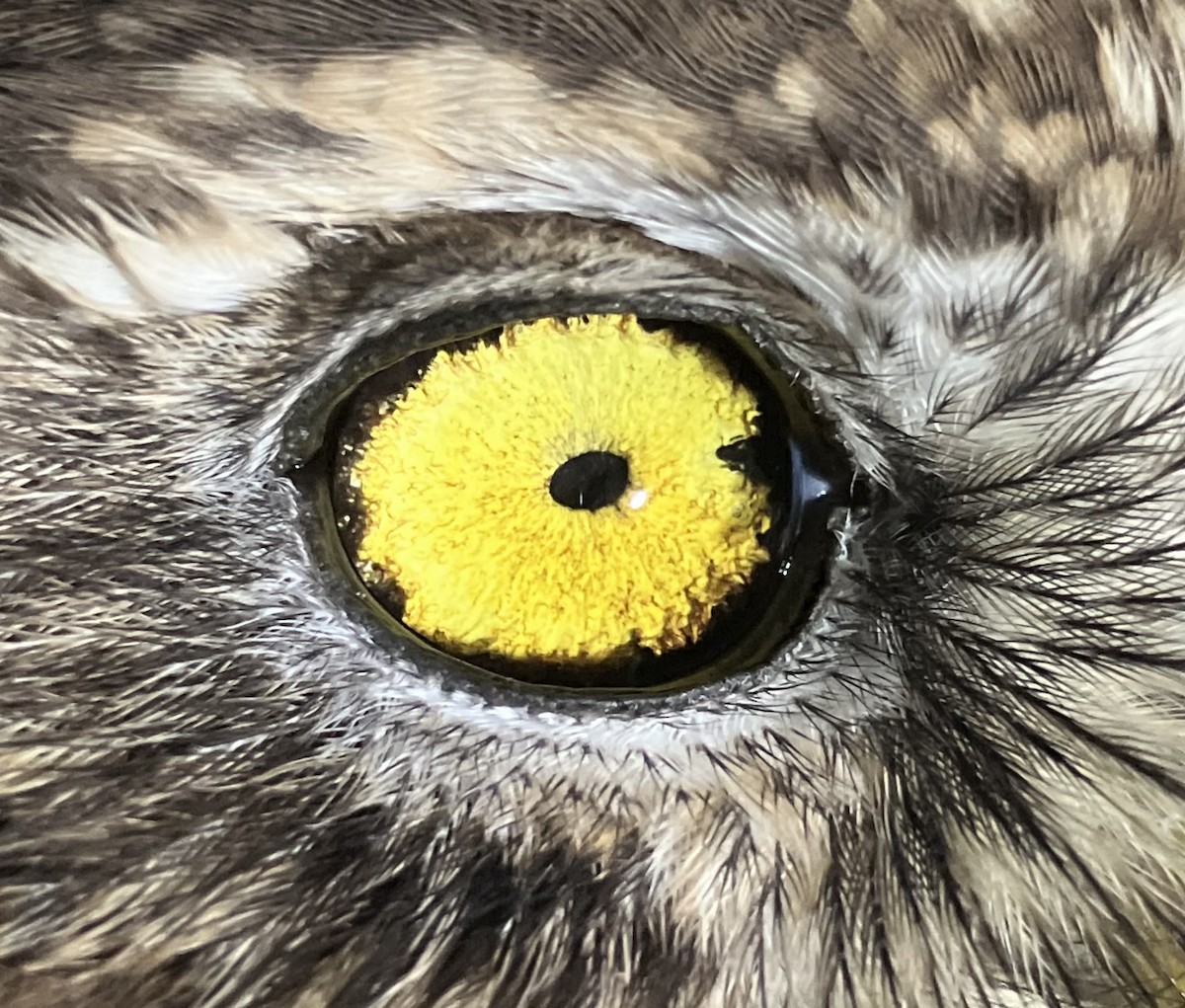 Little Owl - ML644878135