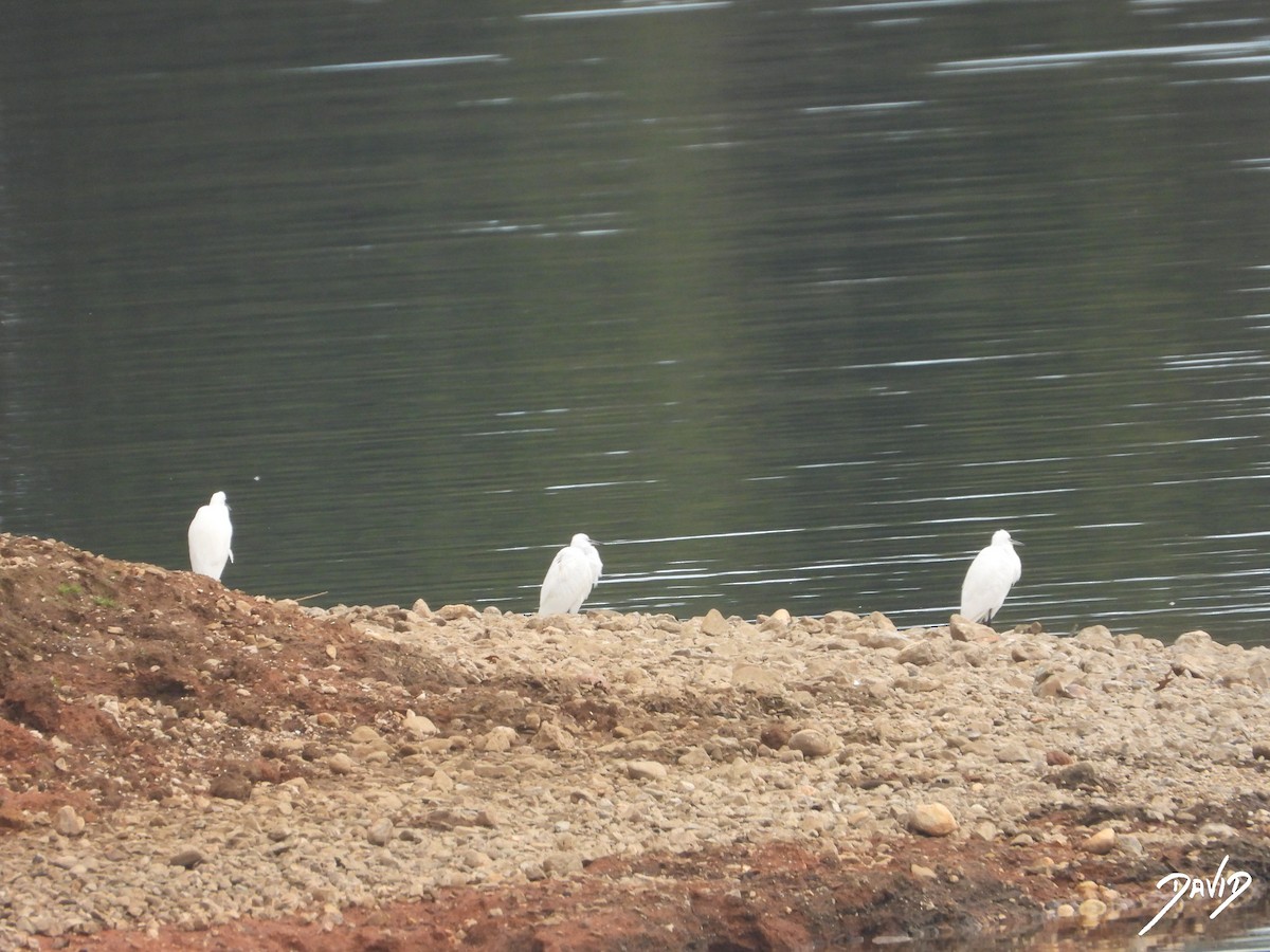 Seidenreiher - ML644878142