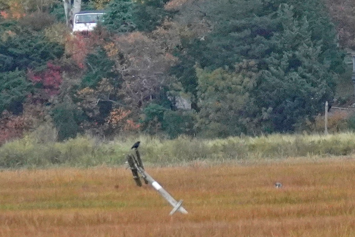 moták severoamerický - ML644878165