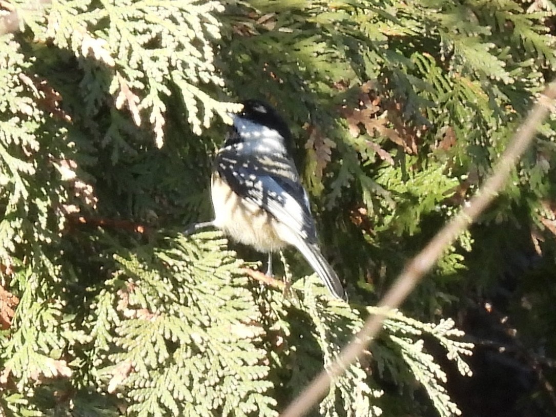 Гаїчка світлокрила - ML644878177