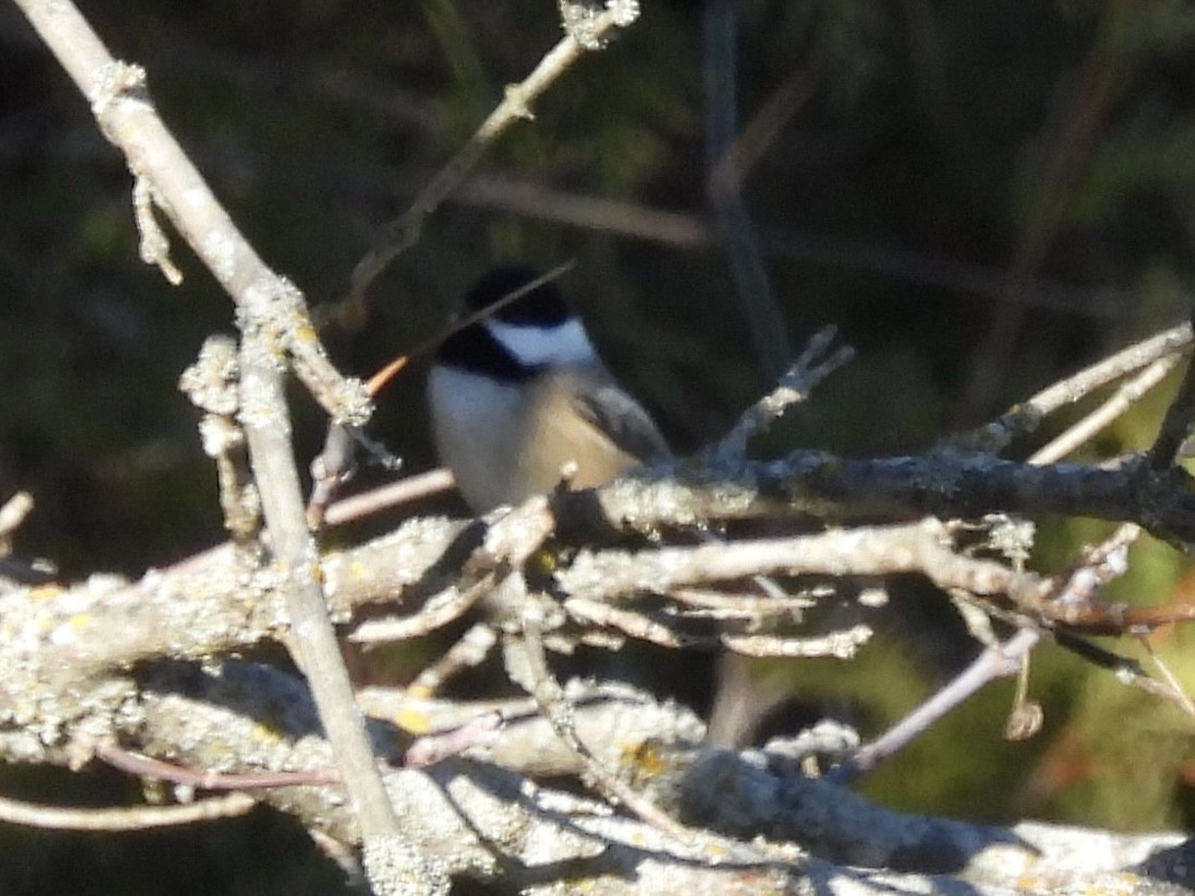 Гаїчка світлокрила - ML644878178