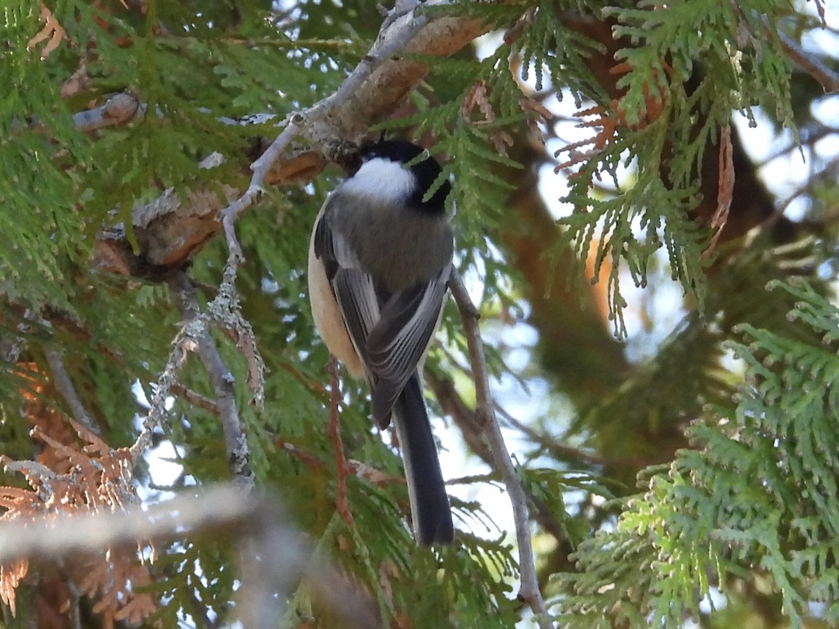 Гаїчка світлокрила - ML644878179