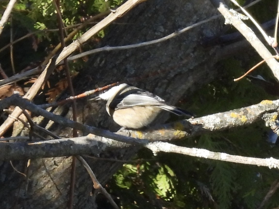 Гаїчка світлокрила - ML644878180