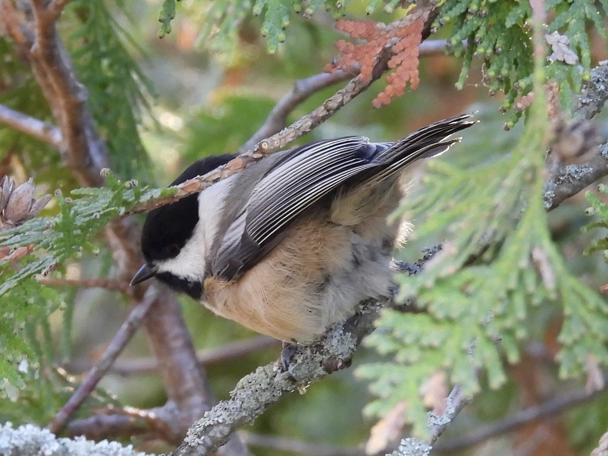 Гаїчка світлокрила - ML644878181