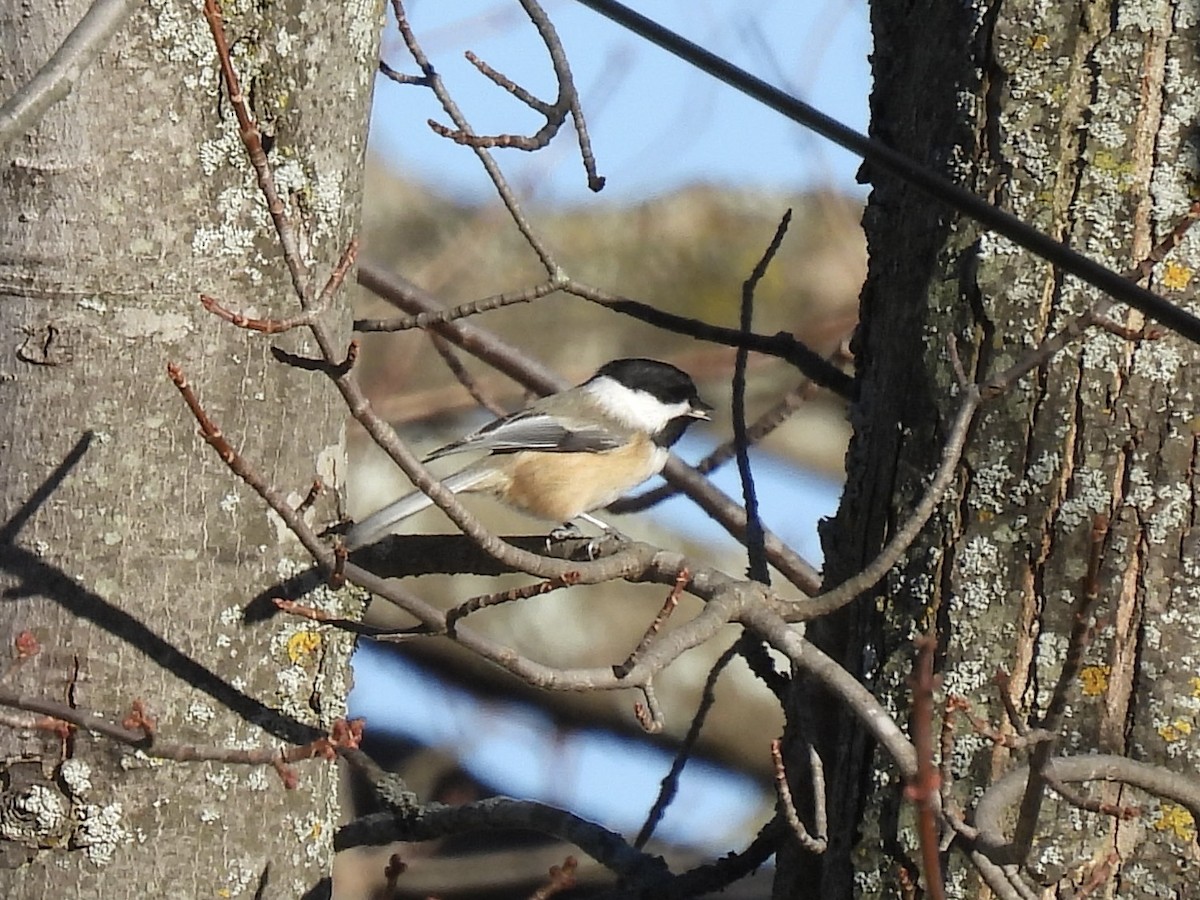 Гаїчка світлокрила - ML644878182