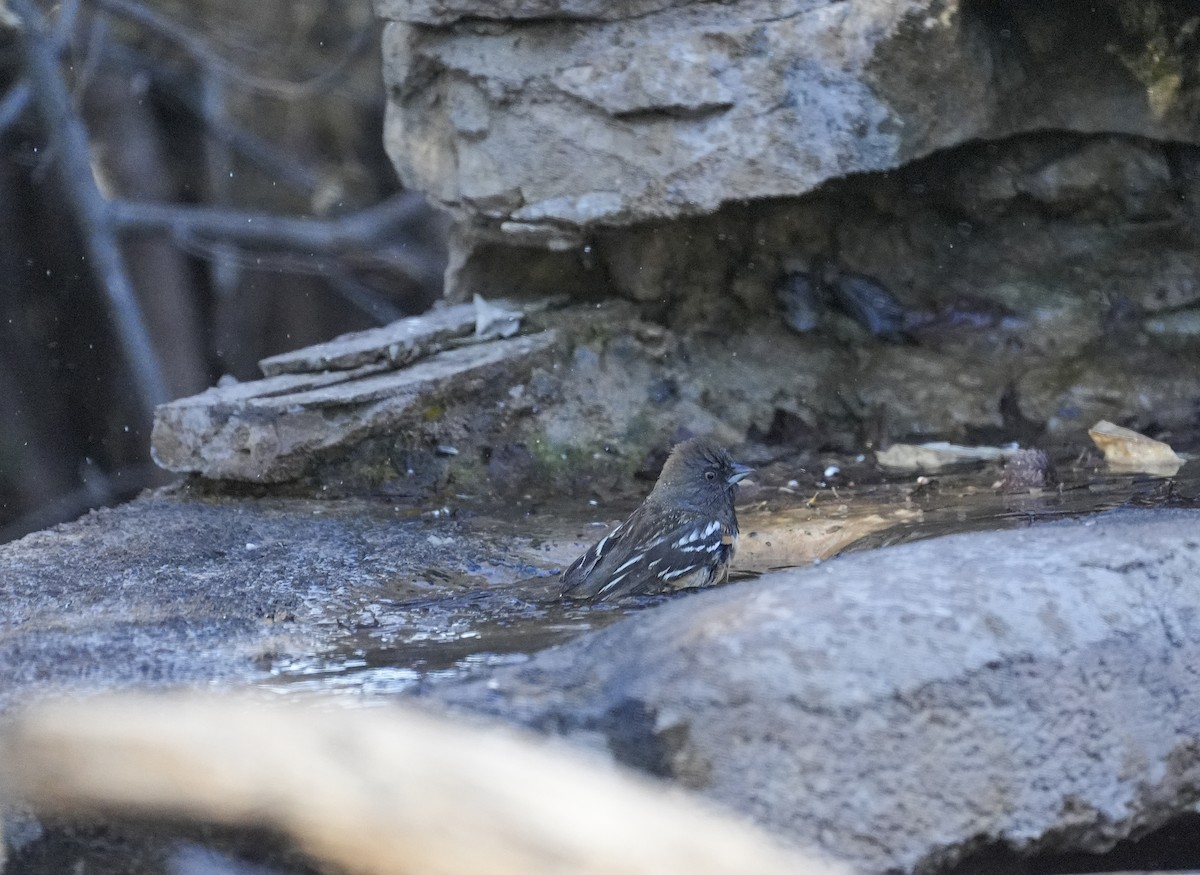 Spotted Towhee - ML644878197