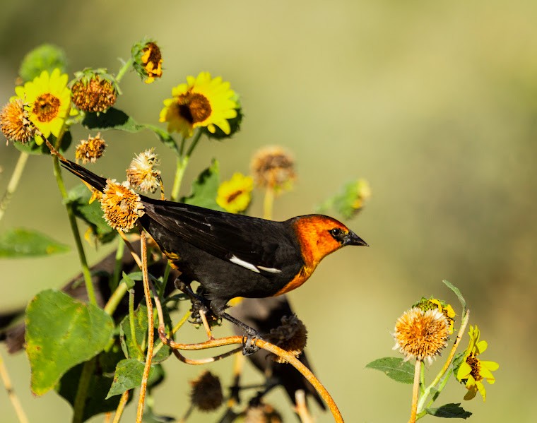 Yellow-headed Blackbird - ML644878199