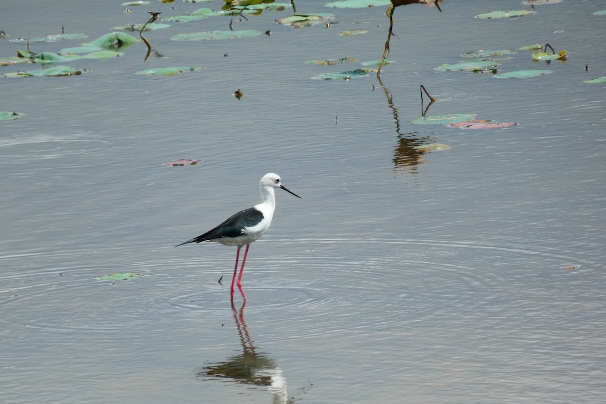 Black-winged Stilt - ML644878224