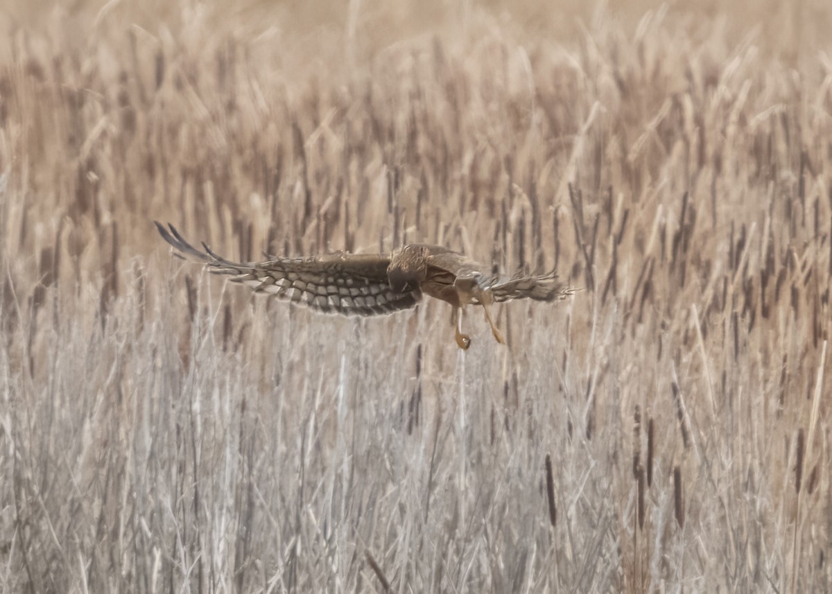 moták severoamerický - ML644878226