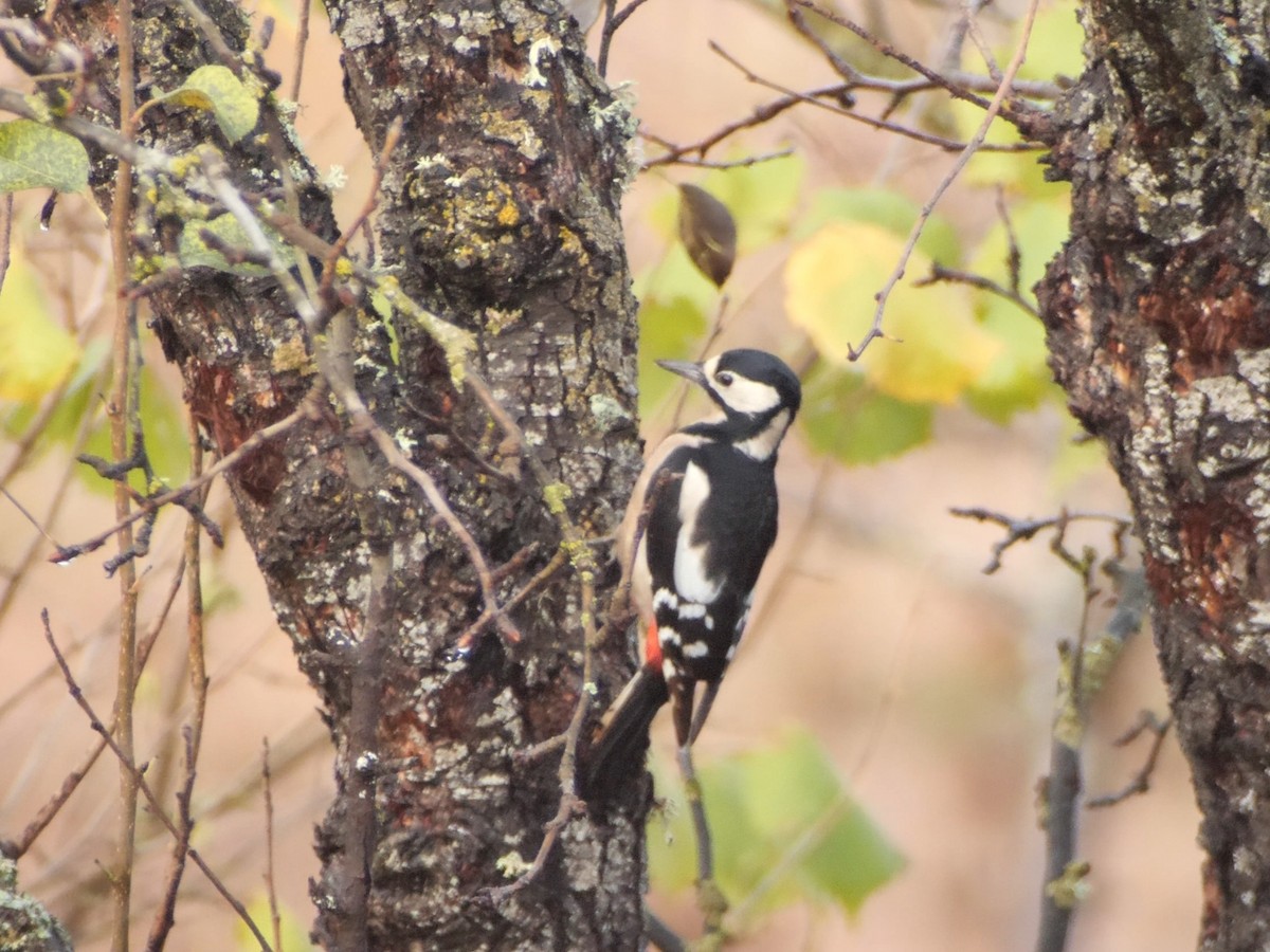 Great Spotted Woodpecker - ML644878228