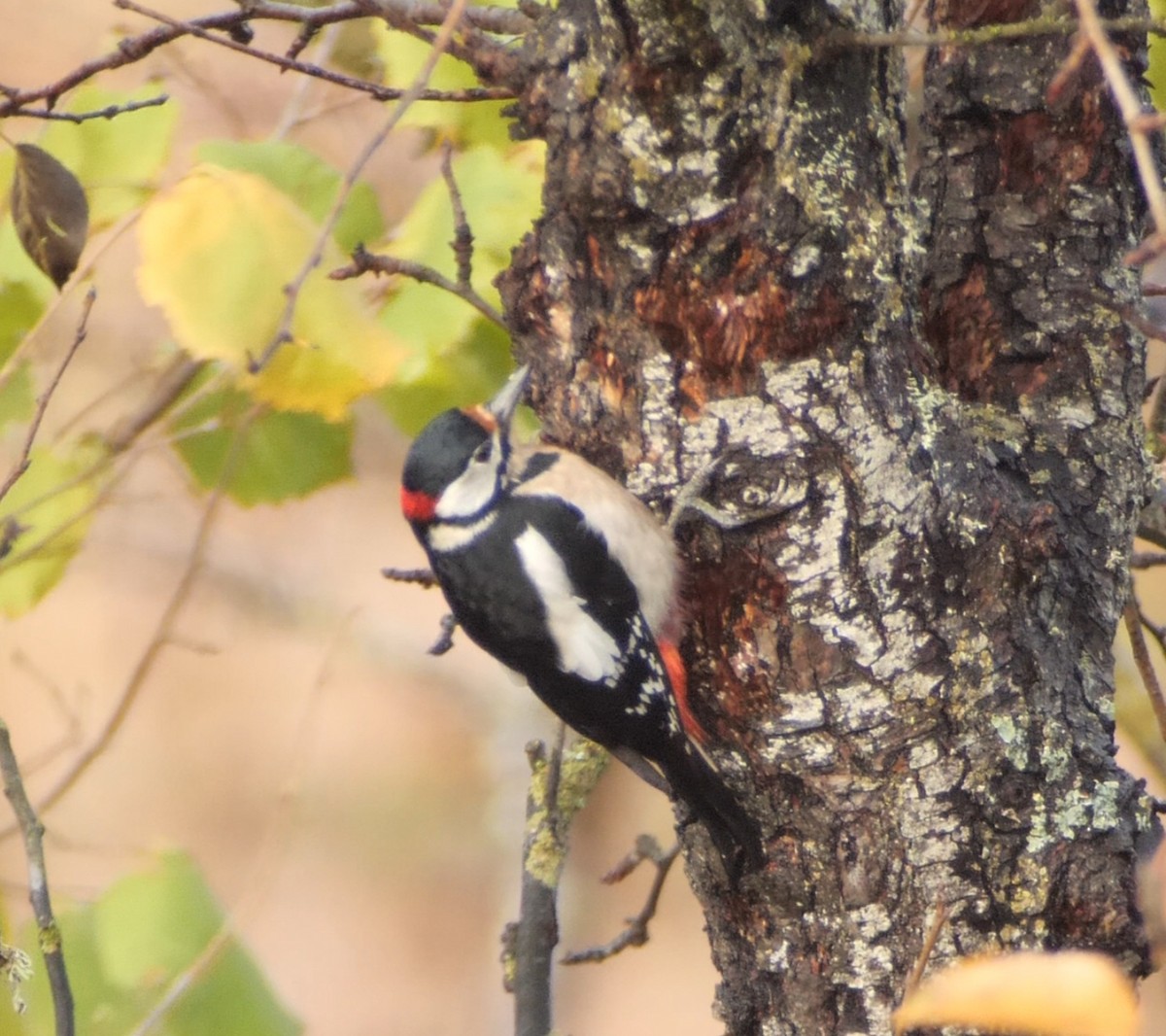 Great Spotted Woodpecker - ML644878229