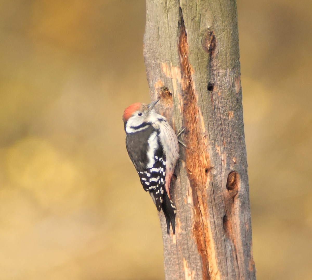 Middle Spotted Woodpecker - ML644878240