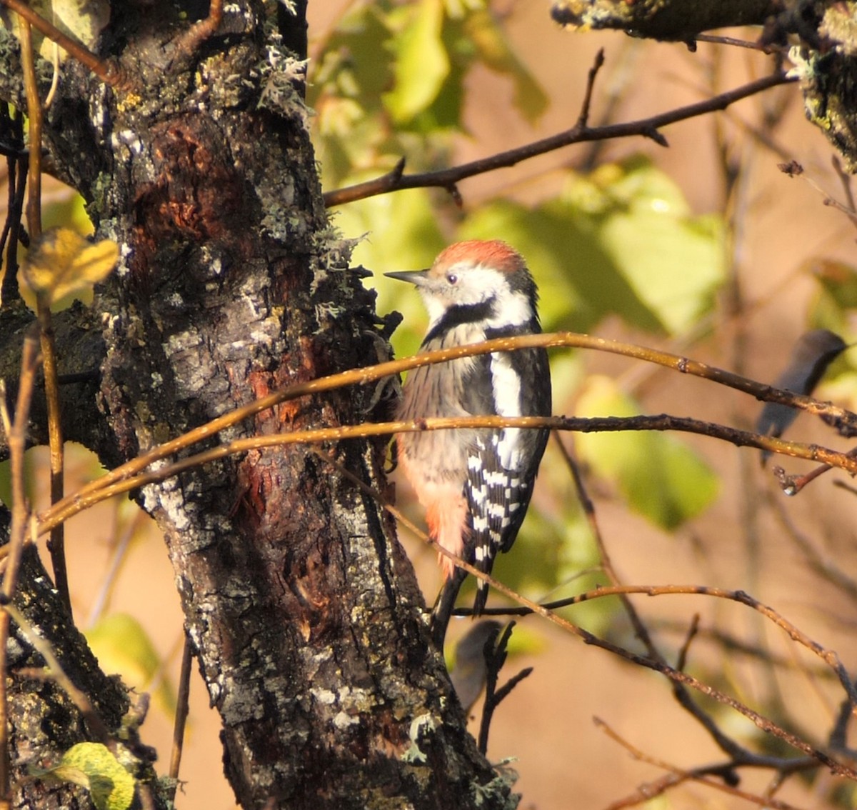 Middle Spotted Woodpecker - ML644878241