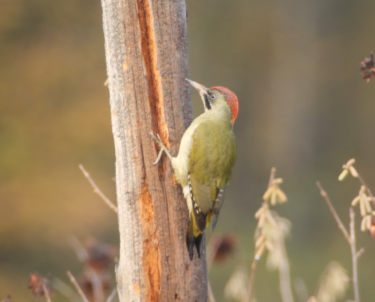Iberian Green Woodpecker - ML644878246