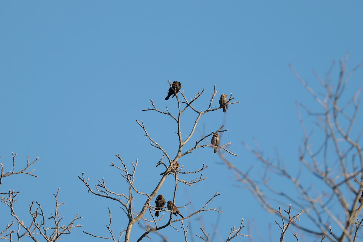 Red-winged Blackbird - ML644878257
