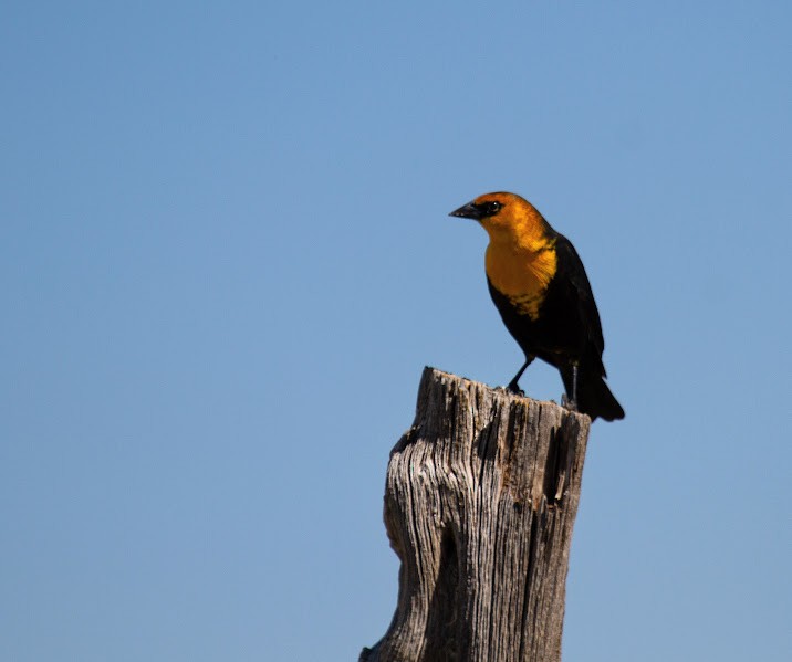 Yellow-headed Blackbird - ML644878259