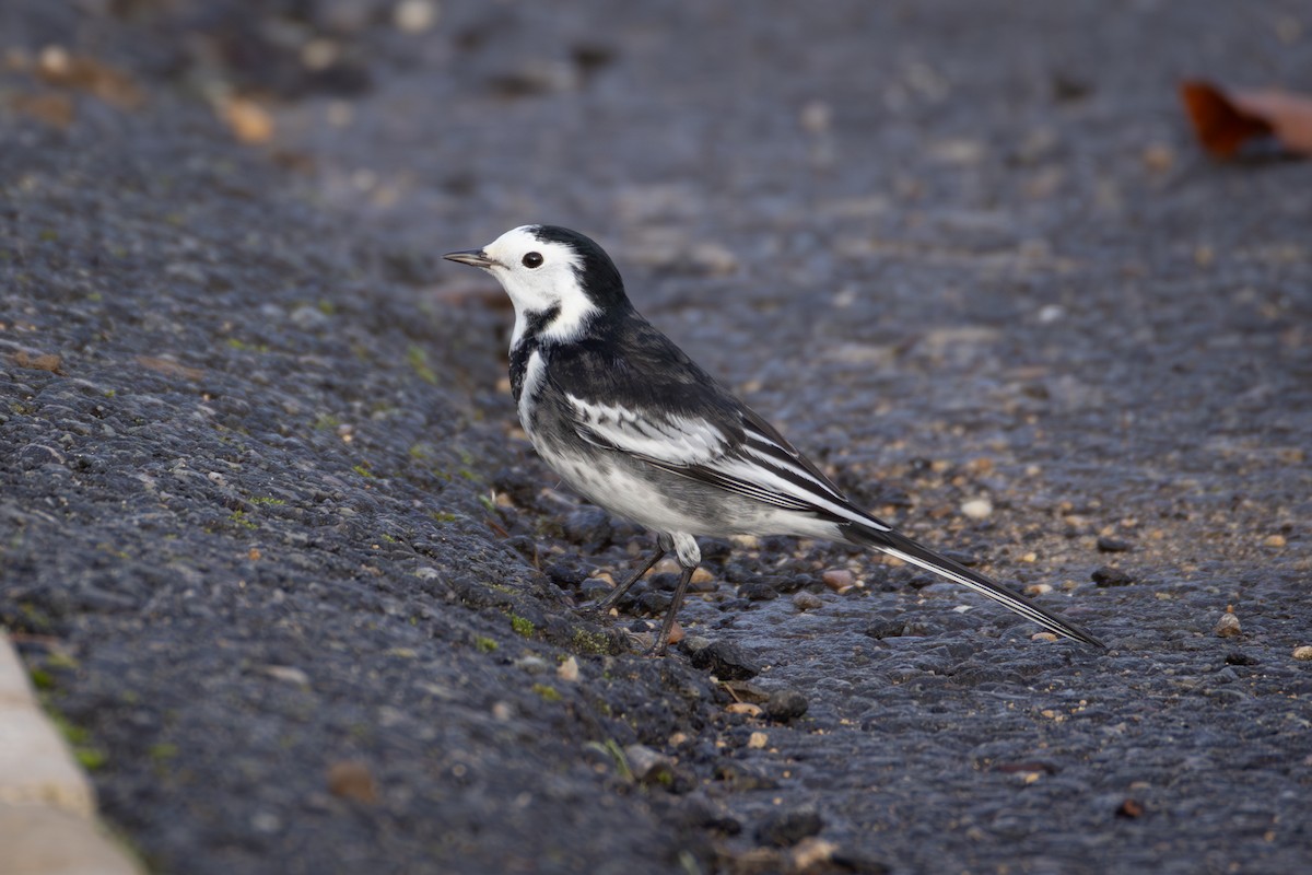 White Wagtail (British) - ML644878260