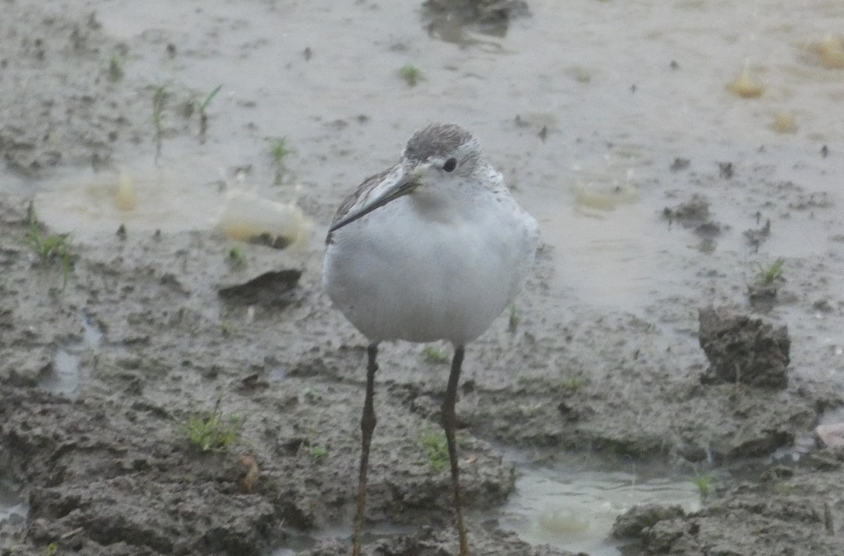 小青足鷸 - ML644878284