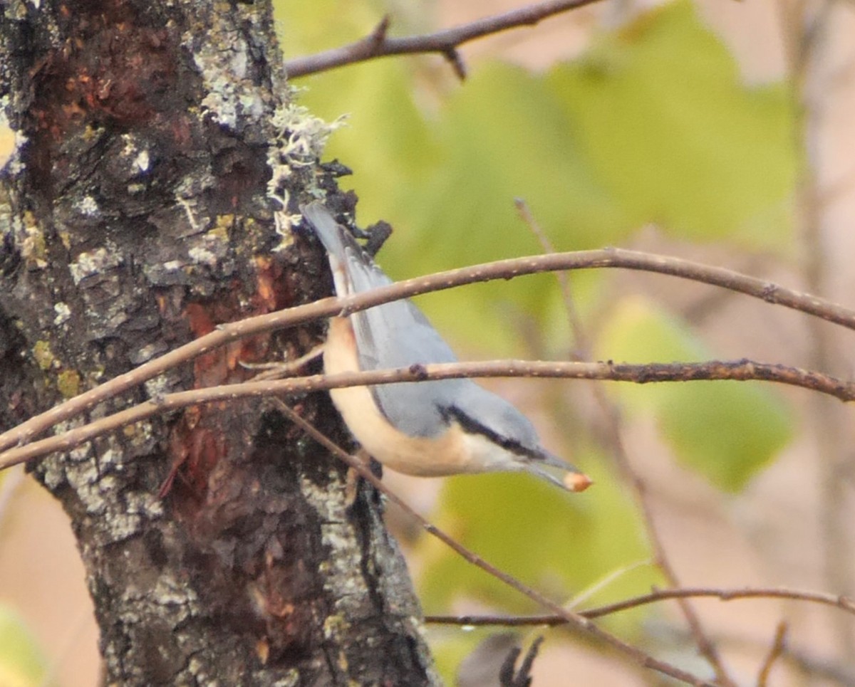 Garrapo eurasiarra - ML644878287