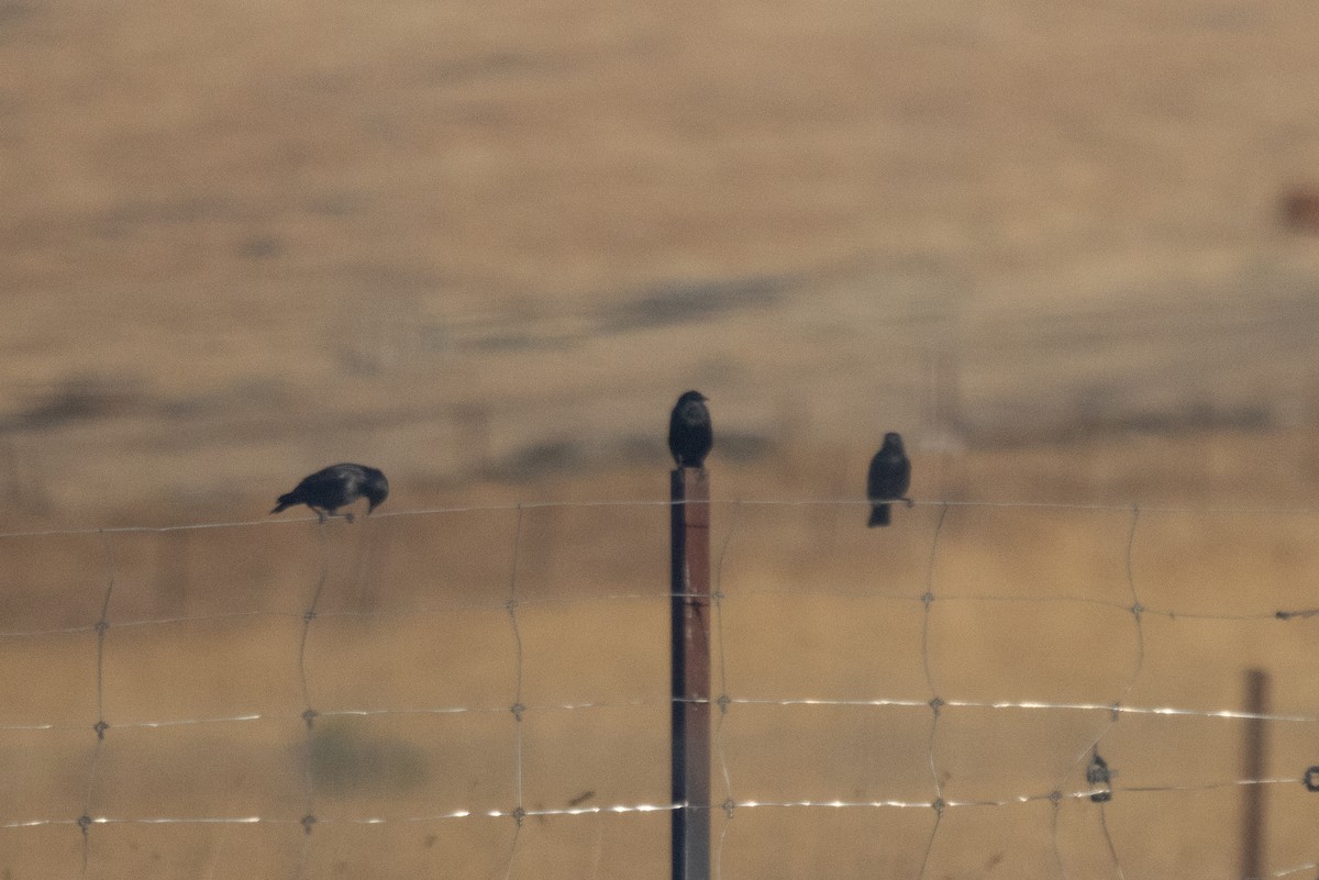 זרזיר שחור - ML644878312