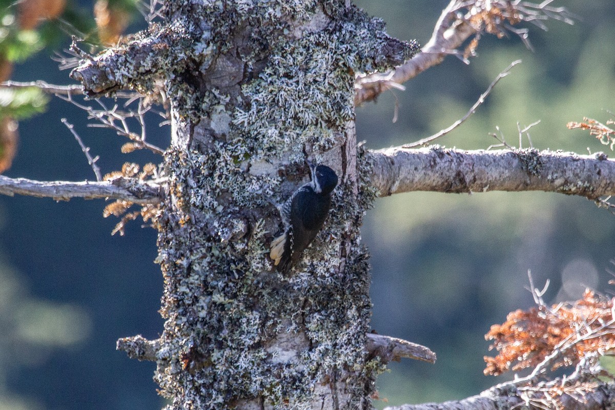 Black-backed Woodpecker - ML644878322