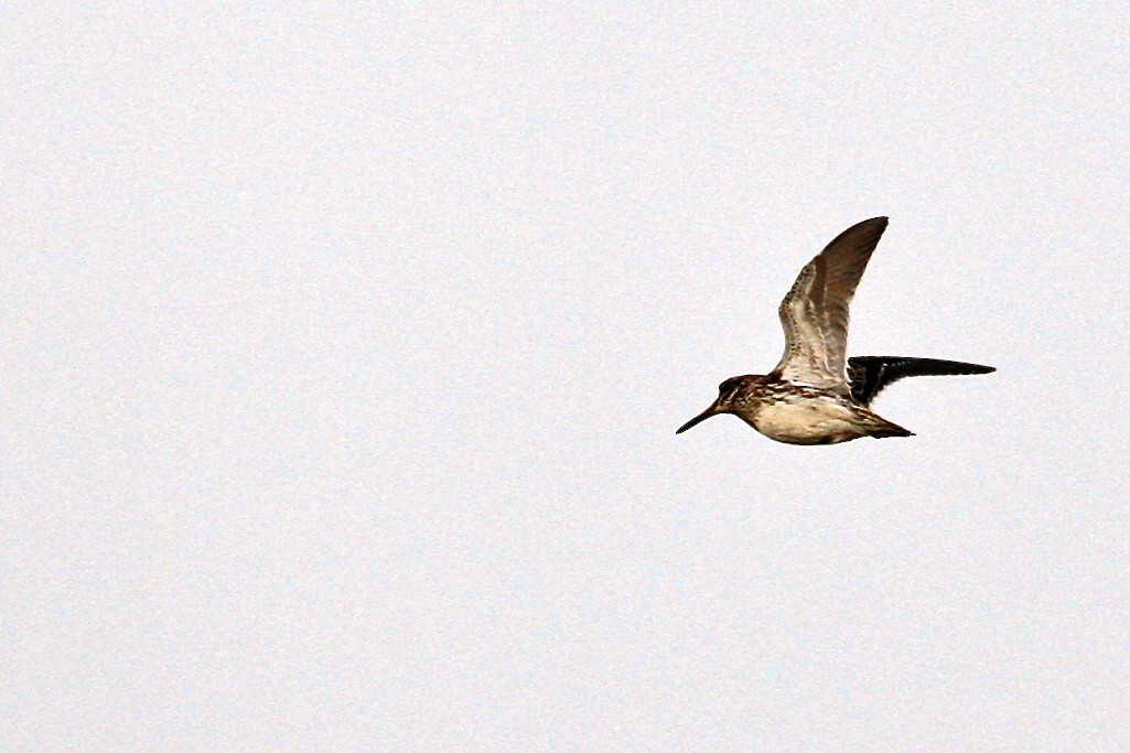 Jack Snipe - ML644878341