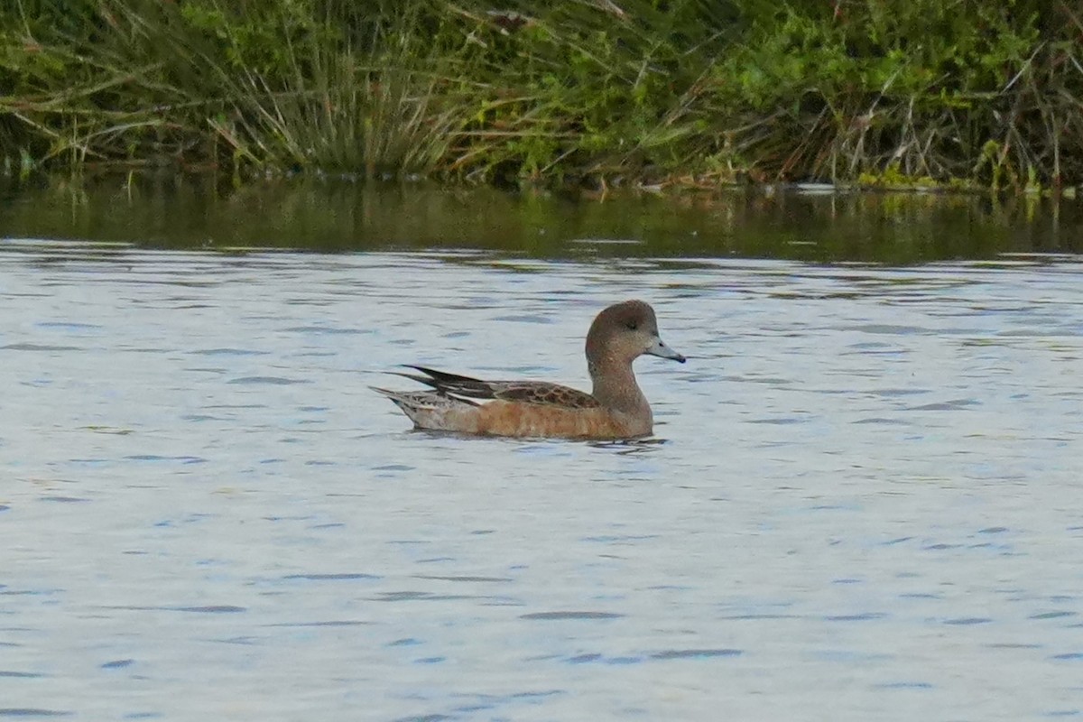 American Wigeon - ML644878358