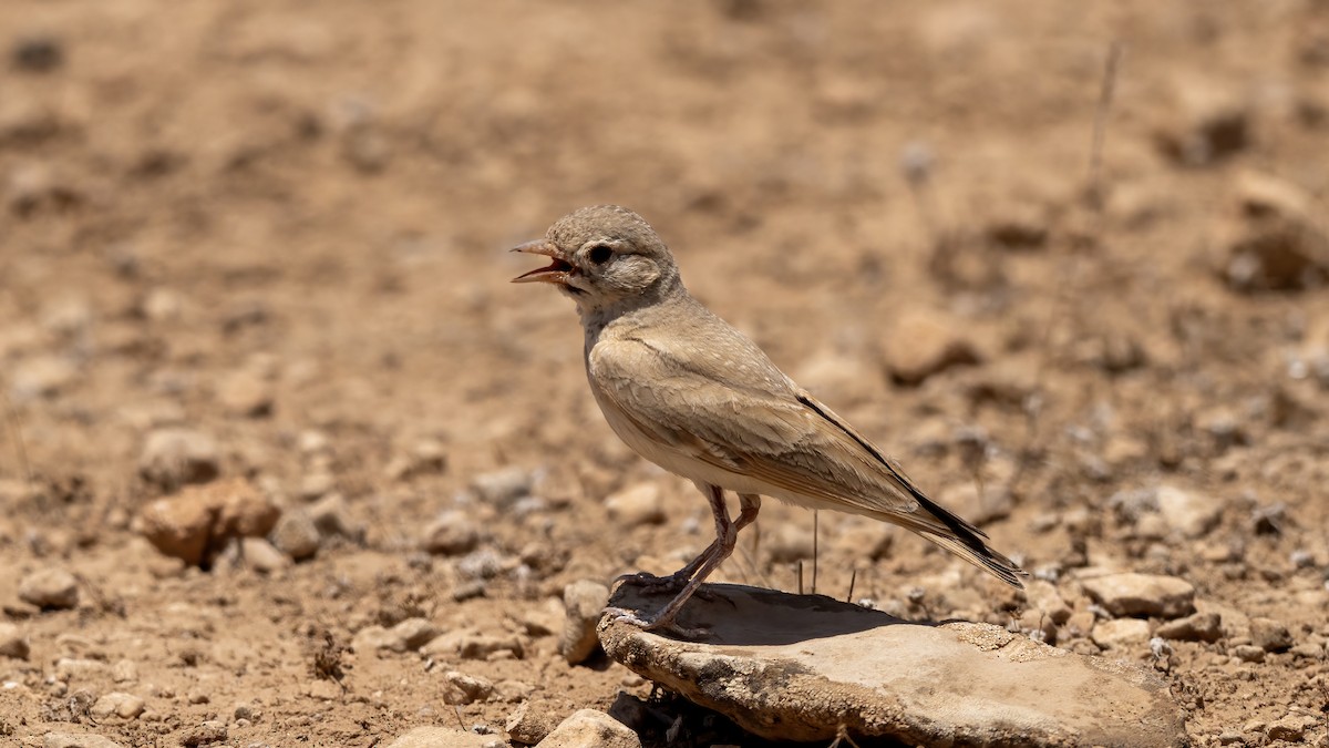 Bar-tailed Lark - ML644878361