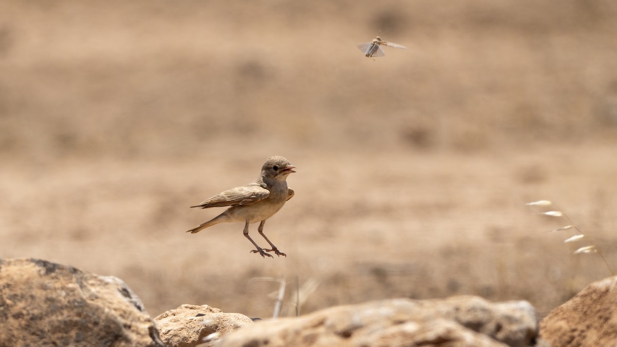 Bar-tailed Lark - ML644878362