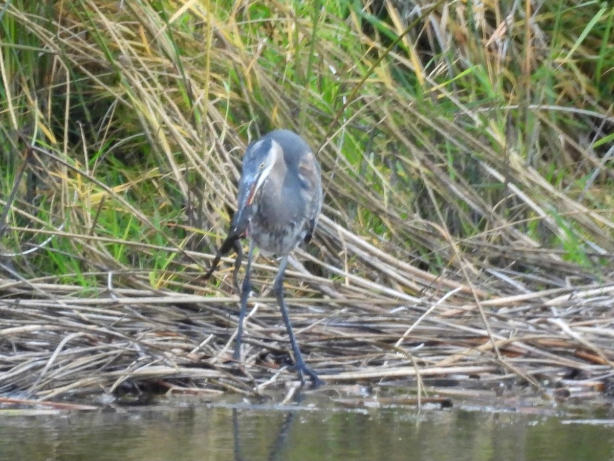 Great Blue Heron - ML644878363