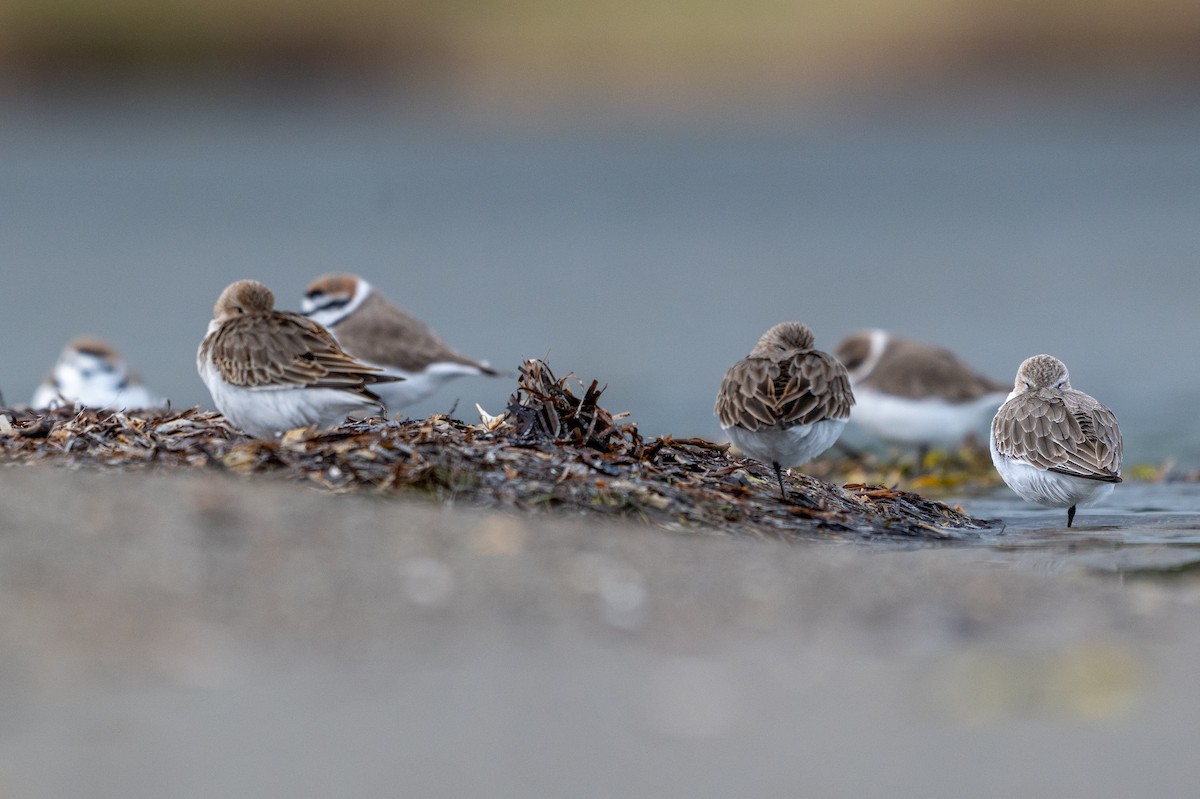 Dunlin - ML644878369