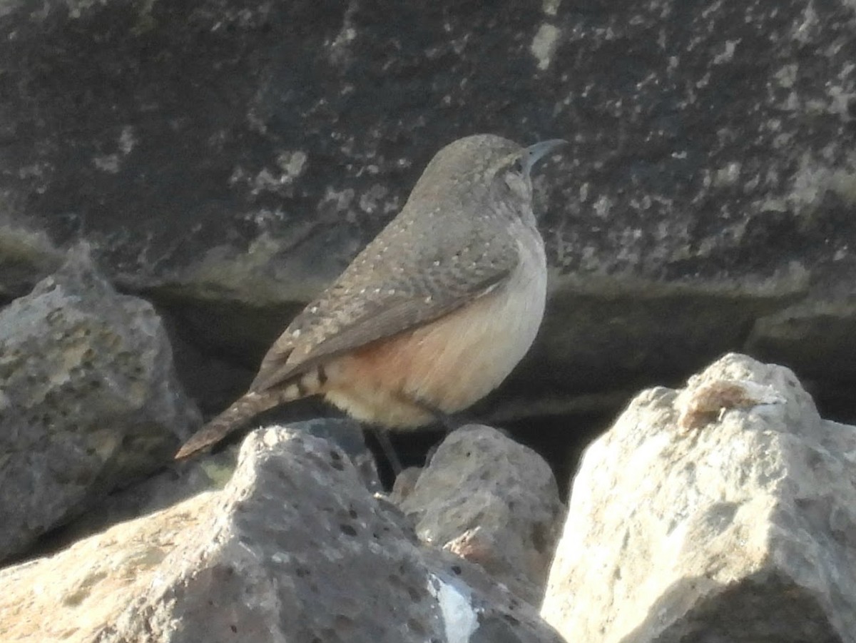 Rock Wren - ML644878370