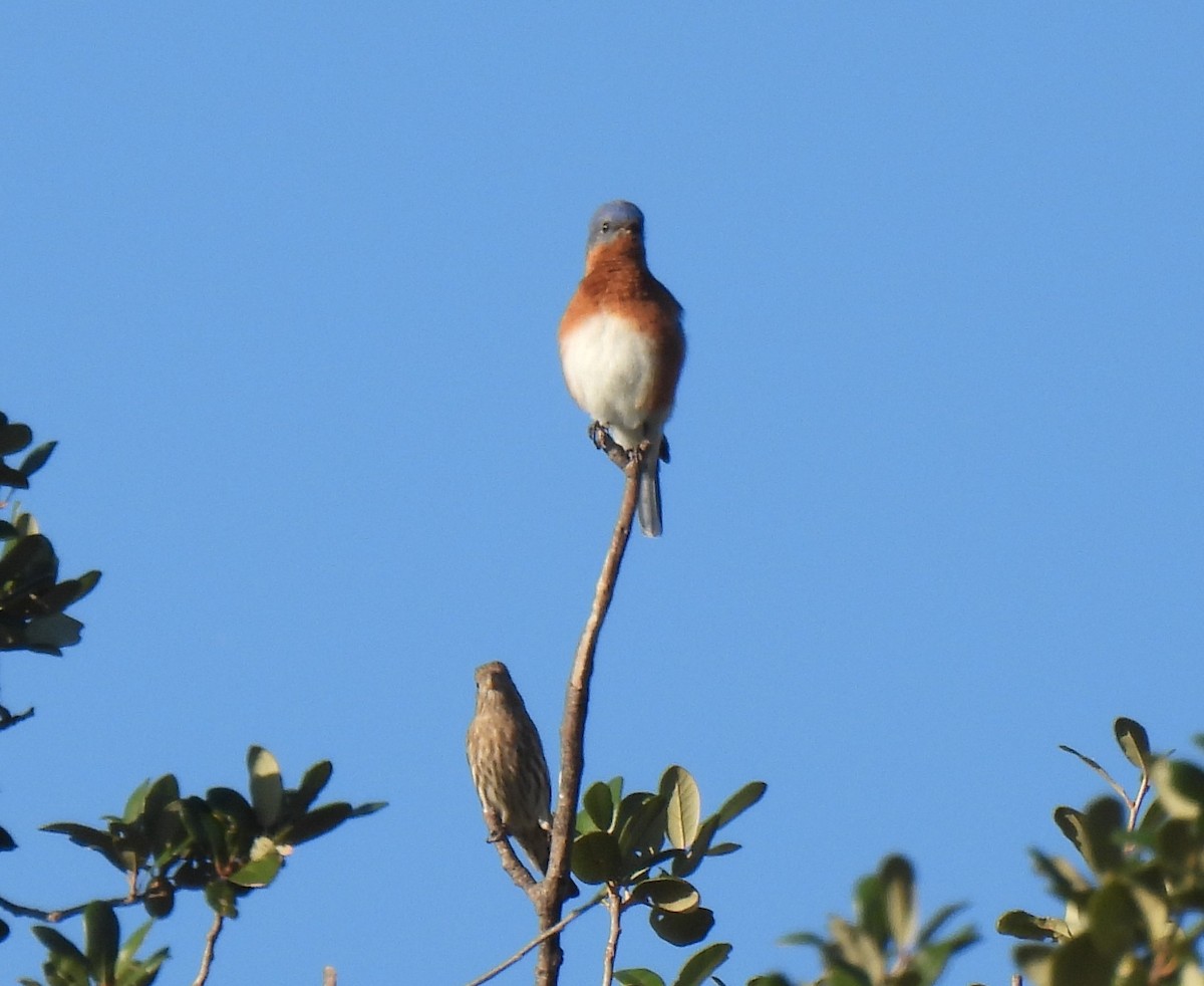 Eastern Bluebird - ML644878371