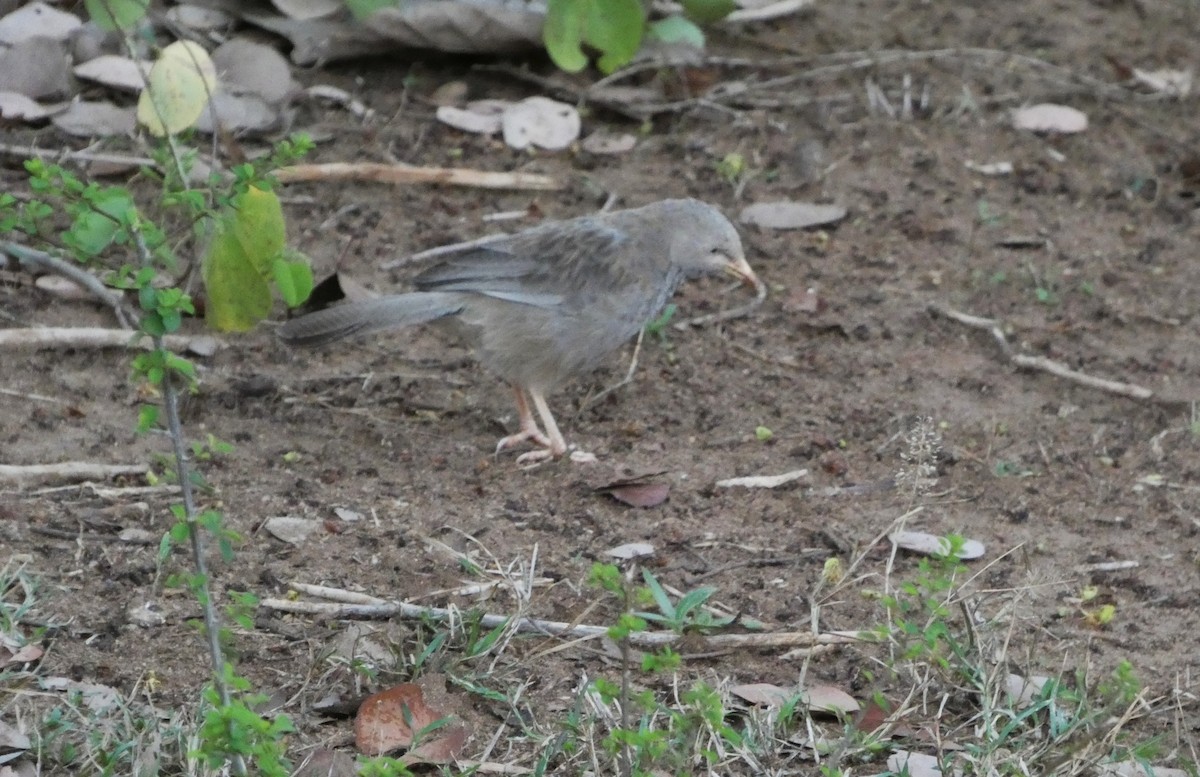 Yellow-billed Babbler - ML644878372